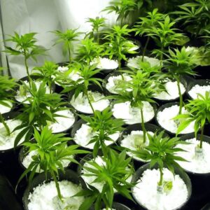 Perlite for Hydroponics and Gardening Soil